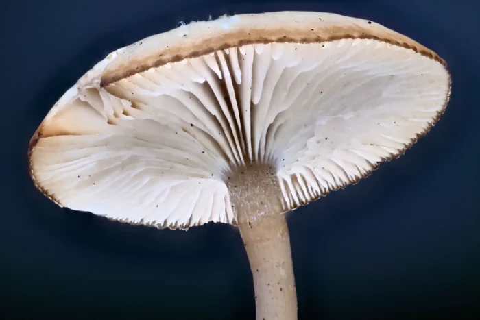 Clitocybe amarescens &ndash; Ruderaltrichterling, Zwischenlamellen und teils gezahnte Schneiden