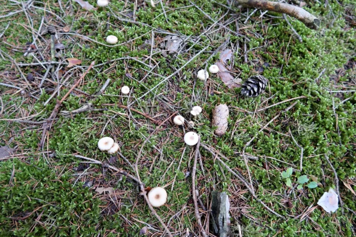 Clitocybe amarescens &ndash; Ruderaltrichterling, Fundort im Moos eines Nadelwaldes