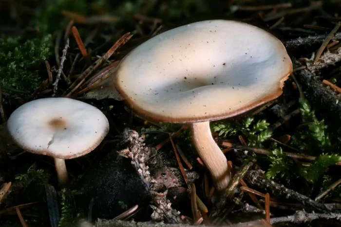 Clitocybe amarescens &ndash; Ruderaltrichterling, die Hutr&auml;nder sind dunkler