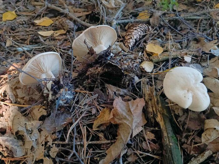 Clitocybe phyllophila &ndash; Bleiwei&szlig;er Firnis-Trichterling, Gruppe im Mischwald