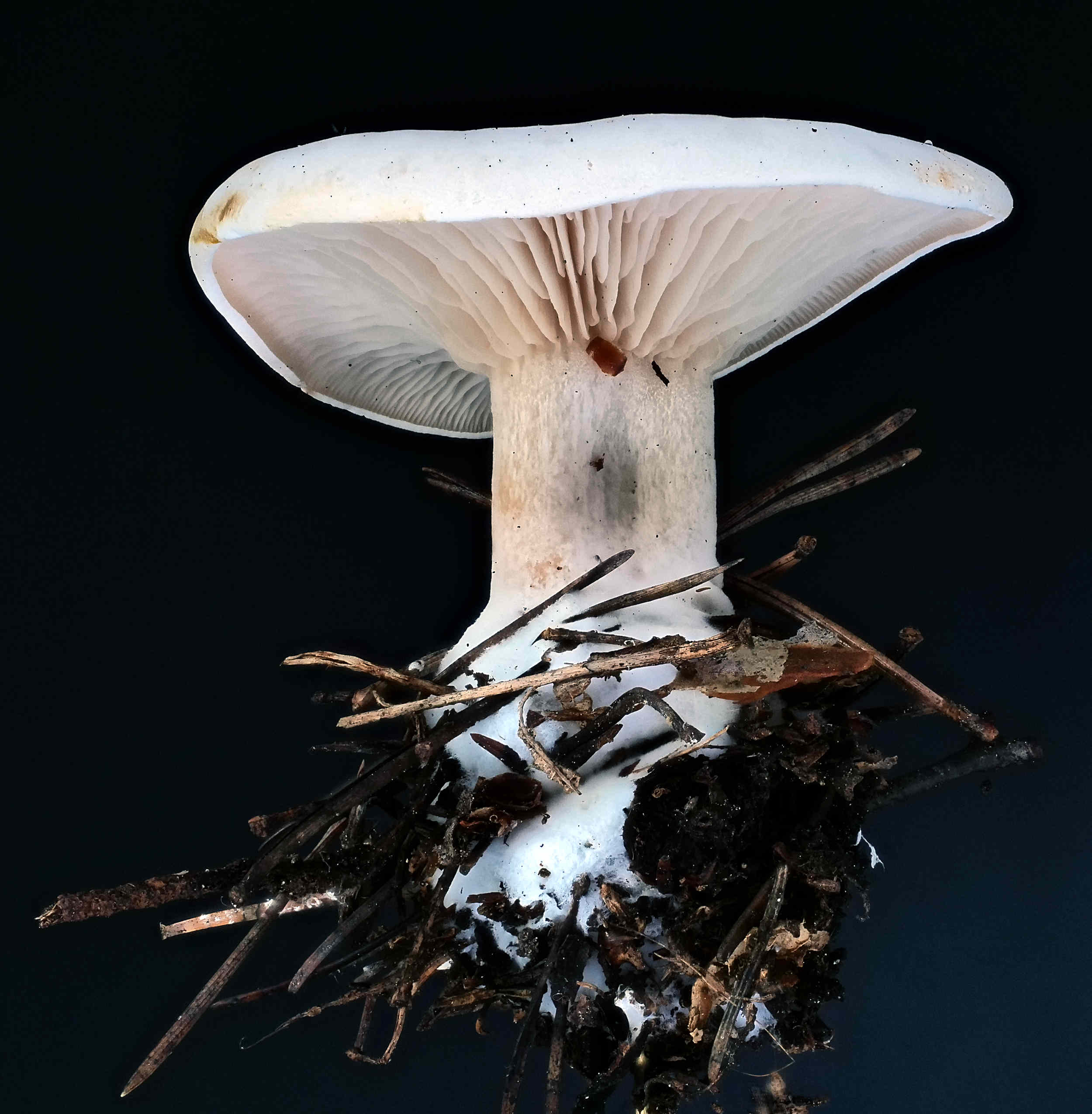 Clitocybe phyllophila – Bleiweißer Firnis-Trichterling, Pilzschule-Vogtland
