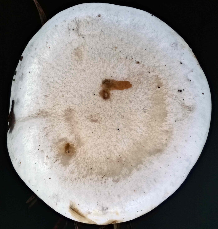 Clitocybe phyllophila &ndash; Bleiwei&szlig;er Firnis-Trichterling, bleiwei&szlig;e Hutfarbe gab den Namen