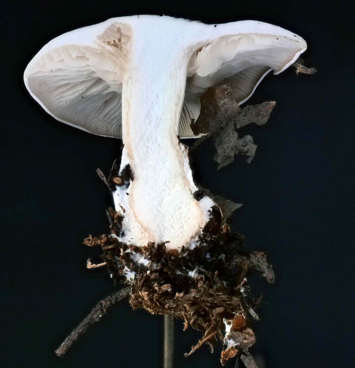 Clitocybe phyllophila &ndash; Bleiwei&szlig;er Firnis-Trichterling, das Schnittbild zeigt wei&szlig;es Fleisch