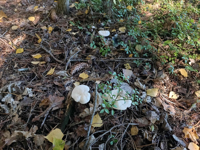 Clitocybe phyllophila &ndash; Bleiwei&szlig;er Firnis-Trichterling, die Pilze sind Saprobionten