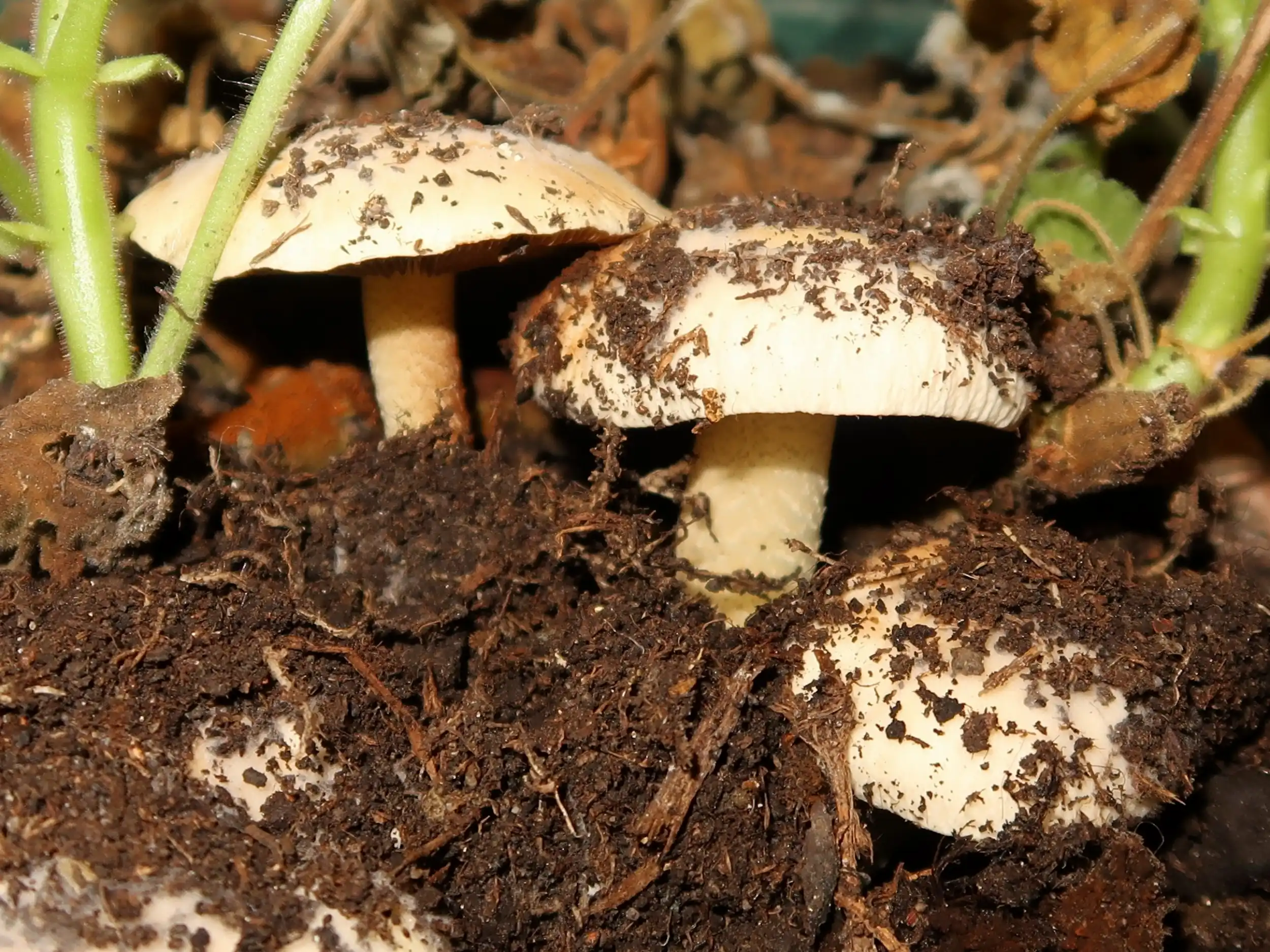 Conocybe intrusa – Ansehnliches Samthäubchen, Pilzschule-Vogtland