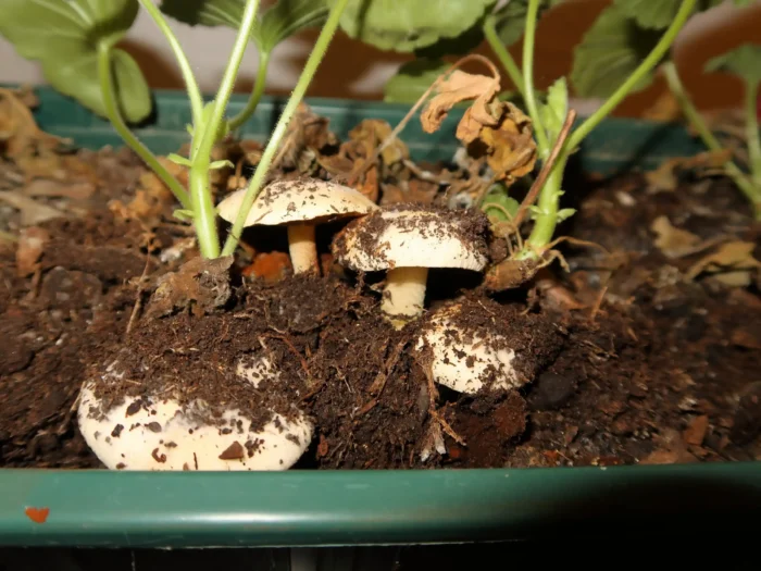 Conocybe intrusa &ndash; Ansehnliches Samth&auml;ubchen, Fund in meinem Bl&uuml;menk&uuml;bel