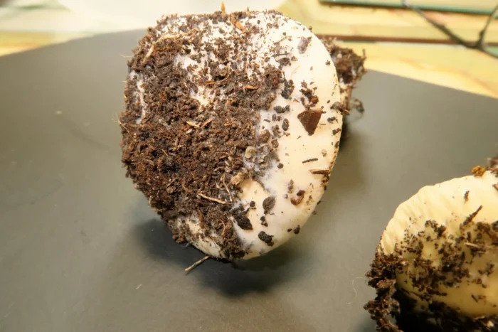 Conocybe intrusa &ndash; Ansehnliches Samth&auml;ubchen, ganz typisch die mit Erde bedeckten H&uuml;te