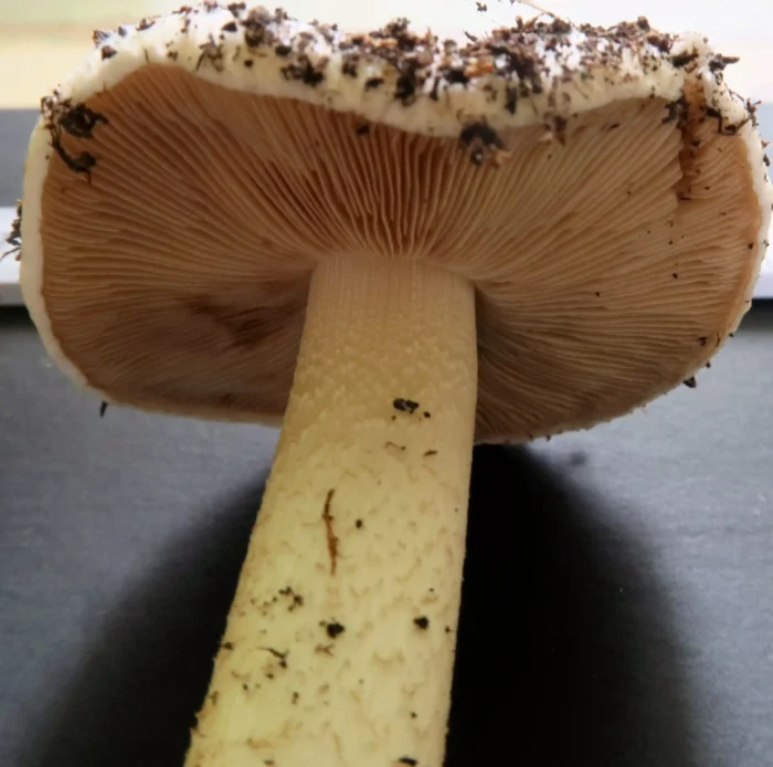 Conocybe intrusa &ndash; Ansehnliches Samth&auml;ubchen, leicht geschuppter Stiel