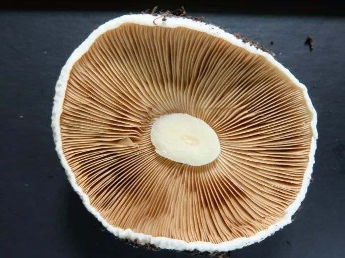 Conocybe intrusa &ndash; Ansehnliches Samth&auml;ubchen, Blick in die Lamellen