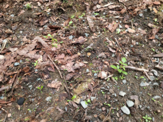 Conocybe tenera &ndash; Roststieliges Samth&auml;ubchen, farblich sind die Pilze gut getarnt