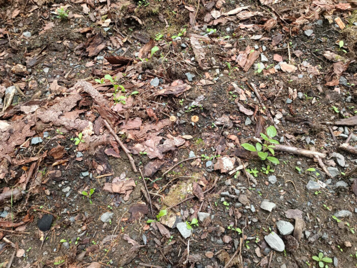 Conocybe tenera &ndash; Roststieliges Samth&auml;ubchen, farblich sind die Pilze gut getarnt