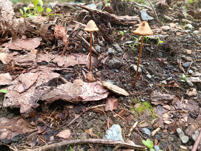 Conocybe tenera &ndash; Roststieliges Samth&auml;ubchen, Fundort am Wegrand