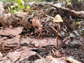 Conocybe tenera &ndash; Roststieliges Samth&auml;ubchen, die Farbe des Stieles gab den Namen