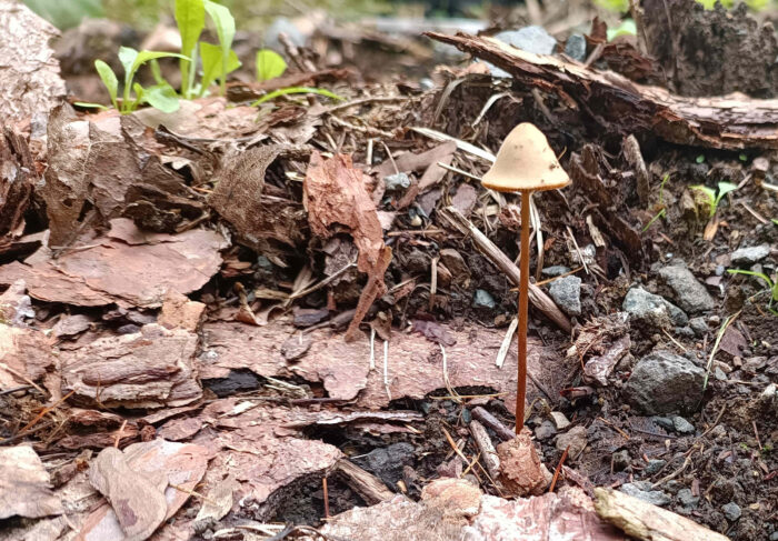 Conocybe tenera &ndash; Roststieliges Samth&auml;ubchen, die Farbe des Stieles gab den Namen