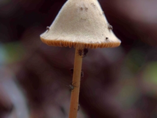 Conocybe tenera &ndash; Roststieliges Samth&auml;ubchen, typisch der samtige Hut