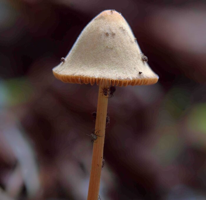 Conocybe tenera &ndash; Roststieliges Samth&auml;ubchen, typisch der samtige Hut