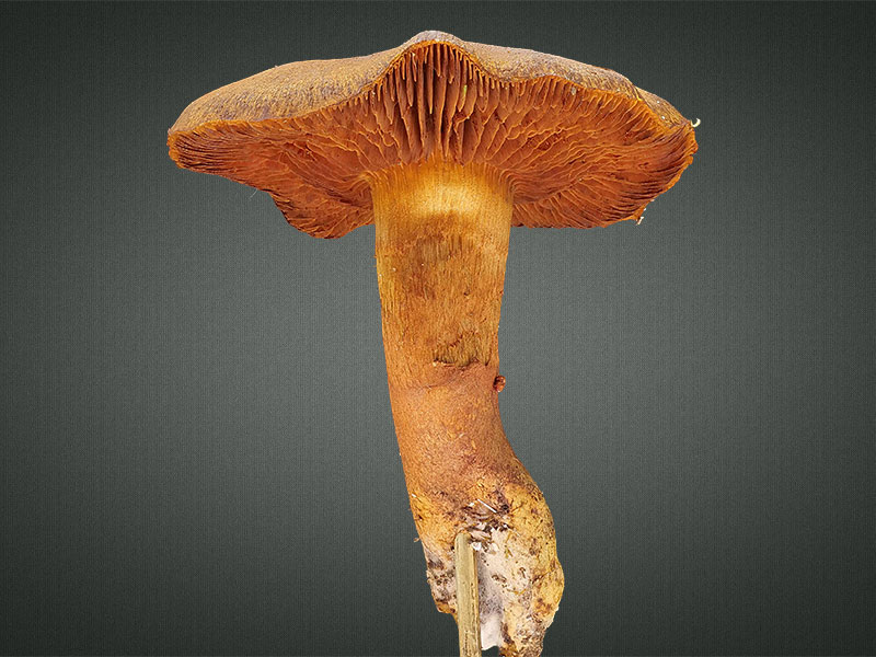 Cortinarius cinnamomeus – Zimtgelber Hautkopf