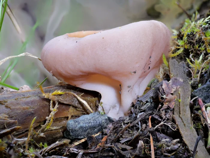 Discina ancilis &ndash; Scheibenlorchel, typischer Stiel einer Lochel