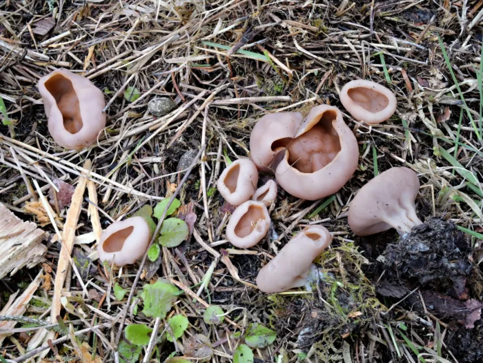 Discina ancilis &ndash; Scheibenlorchel, Gruppe junger, bisher nicht entfalteter Exemplare