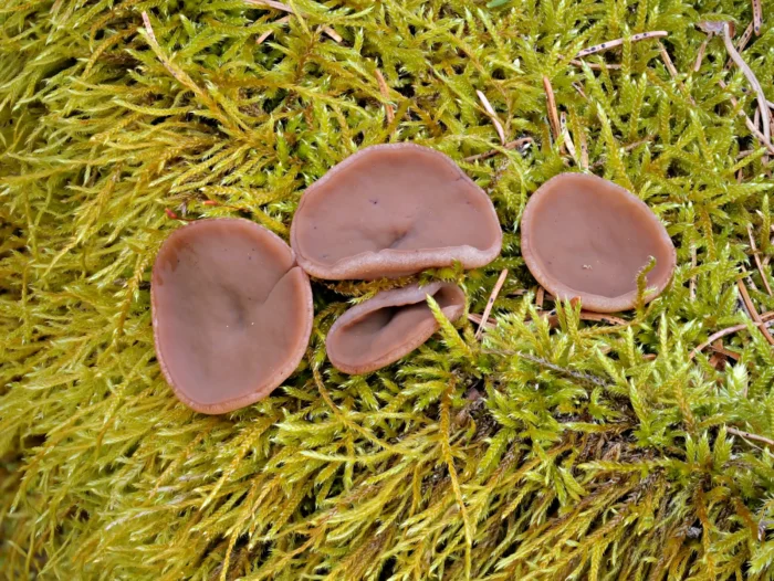 Discina ancilis &ndash; Scheibenlorchel, junge Fruchtk&ouml;rper