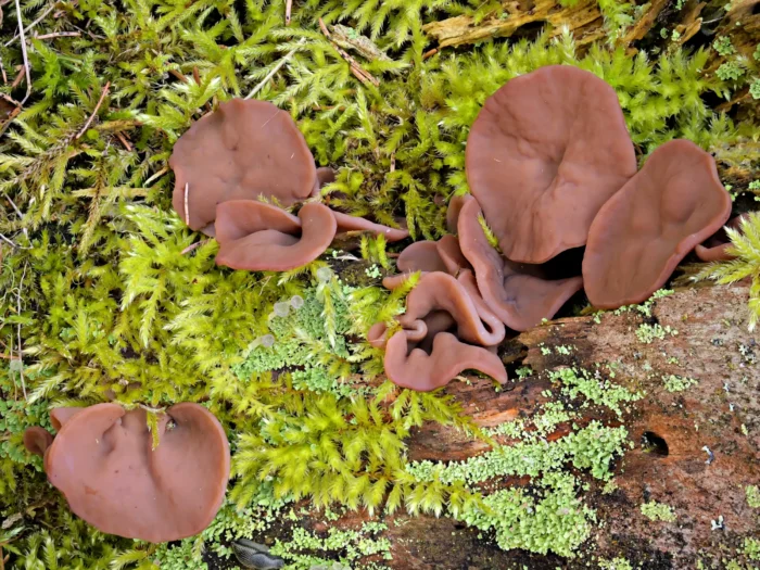 Discina ancilis &ndash; Scheibenlorchel, die Scheiben k&ouml;nnen bis 20 cm gro&szlig; werden