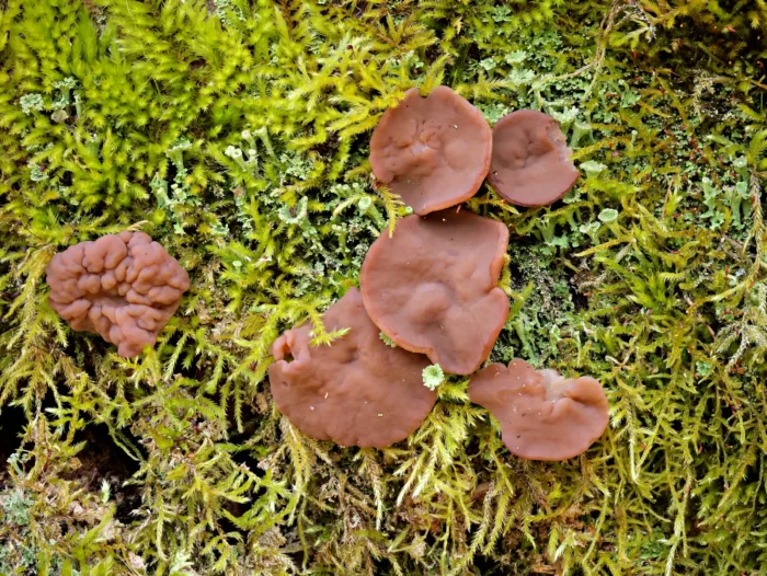 Discina ancilis &ndash; Scheibenlorchel, sch&ouml;ne Gruppe auf einem bemoosten Baumstamm