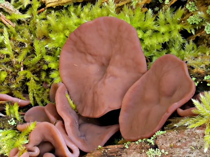 Discina ancilis &ndash; Scheibenlorchel, in 1A-Zustand, Durchmesser rund 4 cm