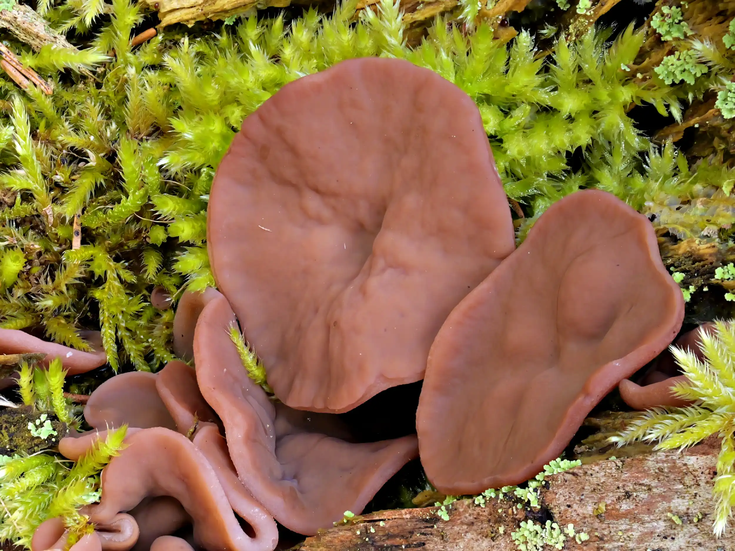 Discina ancilis – Scheibenlorchel, Pilzschule-Vogtland