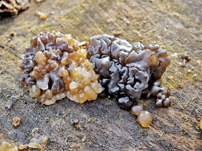 Exidia nigricans &ndash; Warziger Dr&uuml;sling, hier im jungen Stadium beim Umf&auml;rben