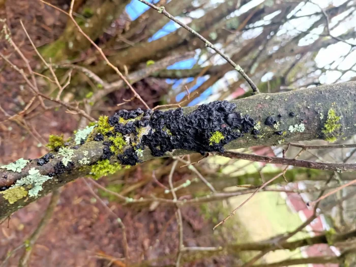 Exidia nigricans &ndash; Warziger Dr&uuml;sling, w&auml;chst auch auf Laubholz