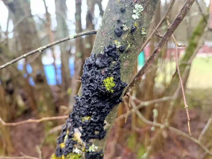 Exidia nigricans &ndash; Warziger Dr&uuml;sling, bei Trockenheit stark eingetrocknet und fest
