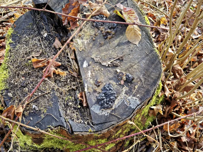 Exidia nigricans &ndash; Warziger Dr&uuml;sling, Fund auf einem Nadelholzstumpf
