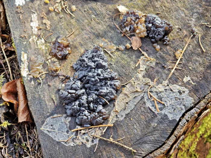 Exidia nigricans &ndash; Warziger Dr&uuml;sling, bei Feuchtigkeit gallertartig