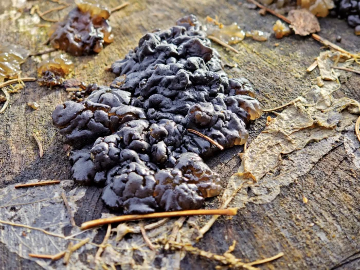 Exidia nigricans &ndash; Warziger Dr&uuml;sling, im Alter fast schwarz