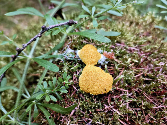 Fuligo septica &ndash; Gelbe Lohbl&uuml;te, die Struktur wie ein Badeschwamm