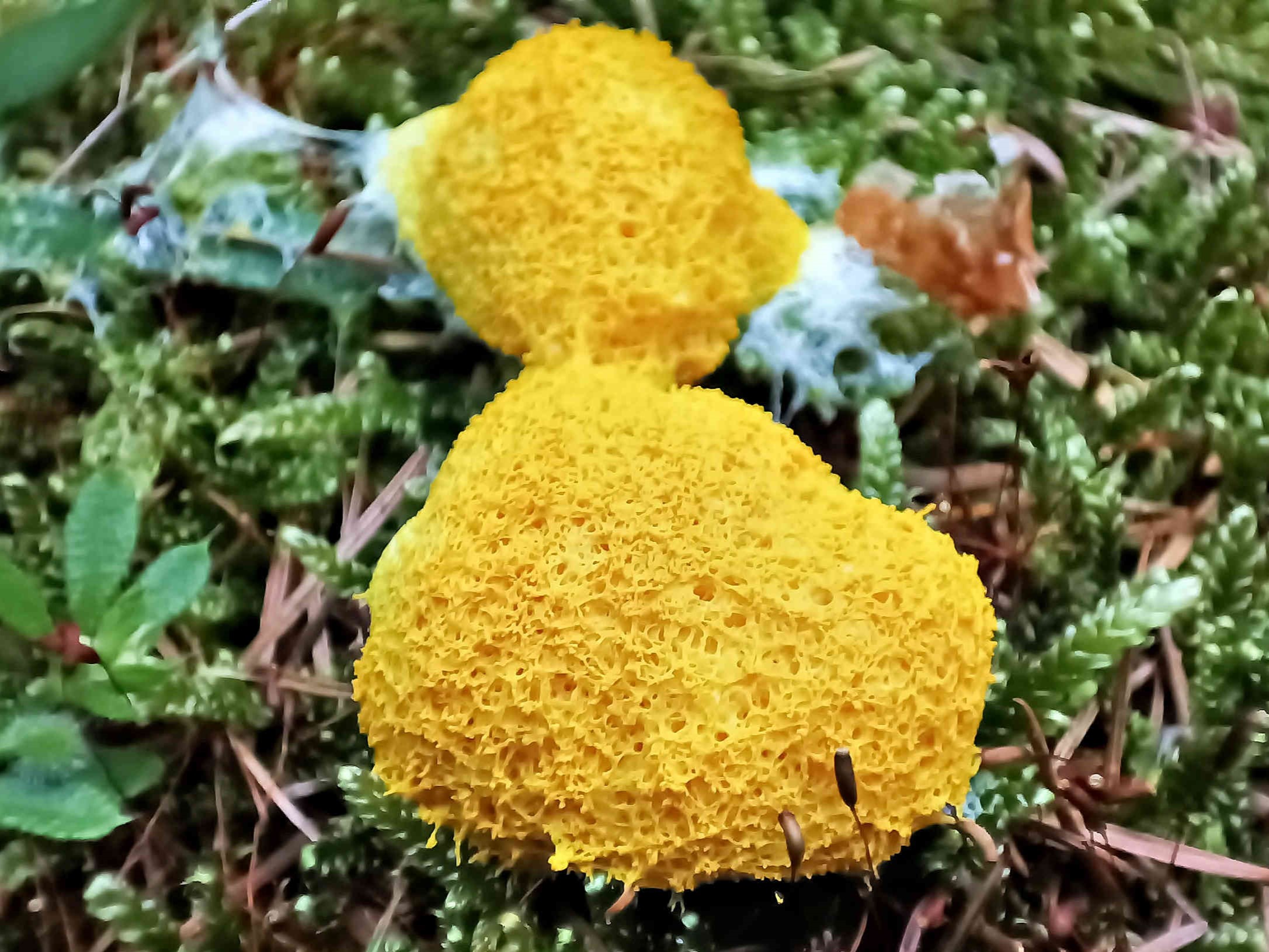 Fuligo septica – Gelbe Lohblüte, Pilzschule-Vogtland