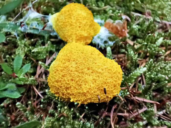 Fuligo septica &ndash; Gelbe Lohbl&uuml;te, h&auml;ufiger Saprobiont bis 20 cm Durchmesser