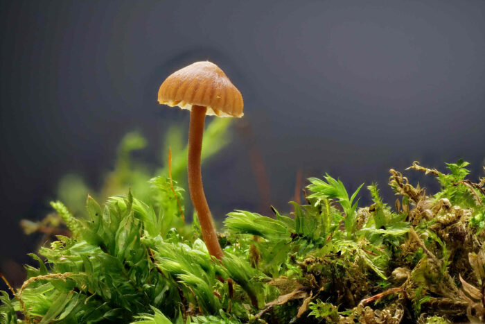 Galerina graminea &ndash; Zarter Grash&auml;ubling, zierliche, sch&ouml;ne, kleine Pilze