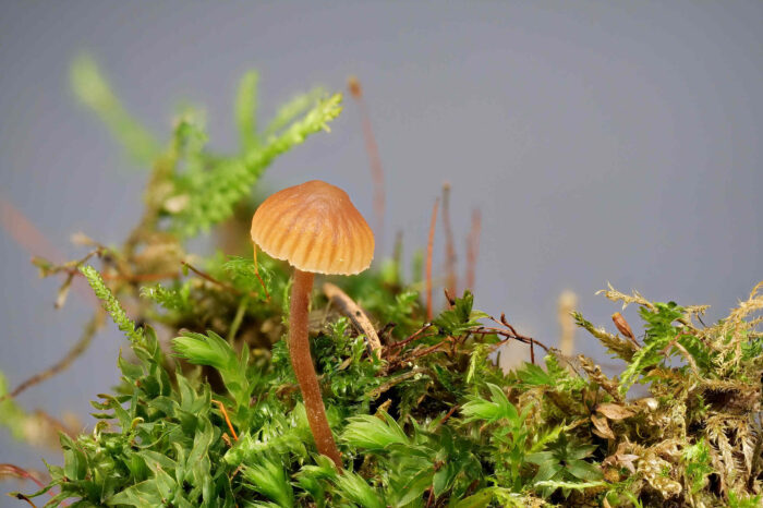 Galerina graminea &ndash; Zarter Grash&auml;ubling, Fund auf Moos an einem Bachlauf