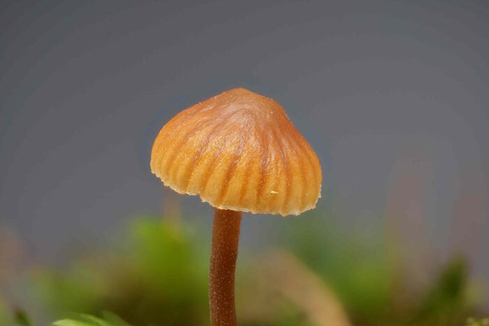 Galerina graminea &ndash; Zarter Grash&auml;ubling, typisch der gestreifte Hut