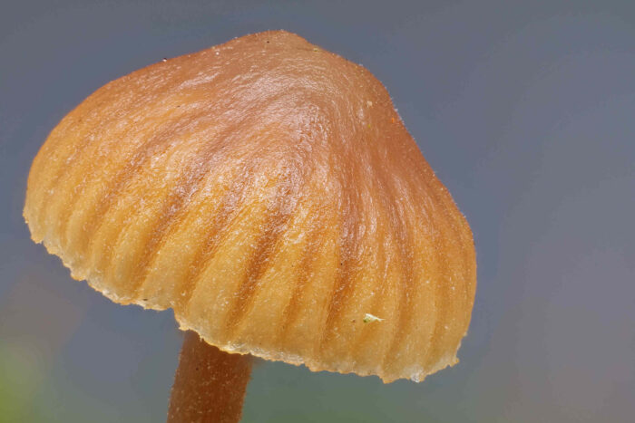 Galerina graminea &ndash; Zarter Grash&auml;ubling, typisch der gestreifte Hut