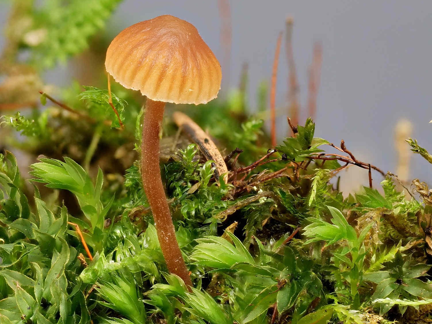 Galerina graminea – Zarter Grashäubling, Pilzschule-Vogtland