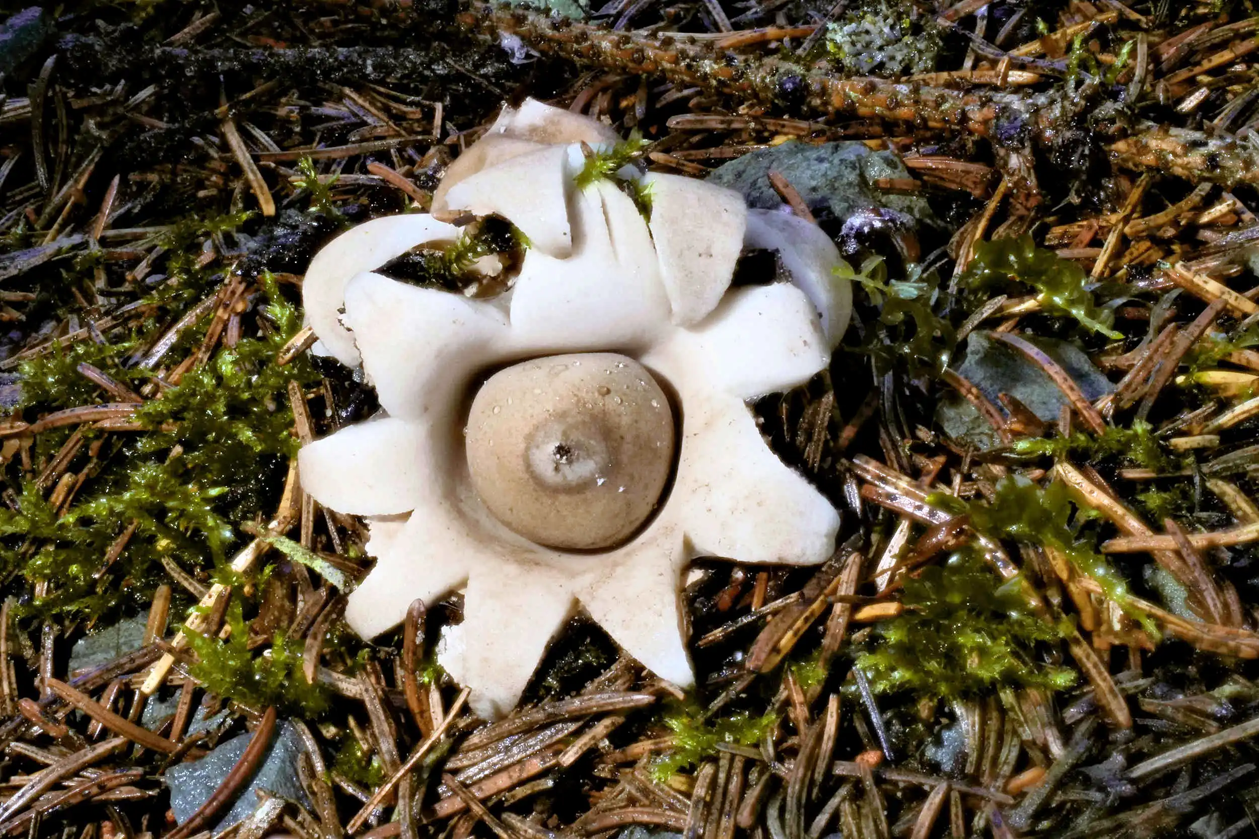 Geastrum fimbriatum – Gewimperter Erdstern, Pilzschule-Vogtland