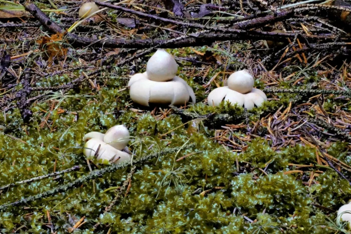 Geastrum fimbriatum &ndash; Gewimperter Erdstern, wundersch&ouml;ne Gruppe im Sp&auml;therbst