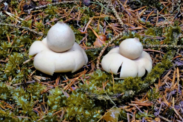 Geastrum fimbriatum &ndash; Gewimperter Erdstern, vertrocknete Sterne findet man noch im Folgejahr