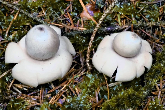 Geastrum fimbriatum &ndash; Gewimperter Erdstern, frische gewachsene Exemplare