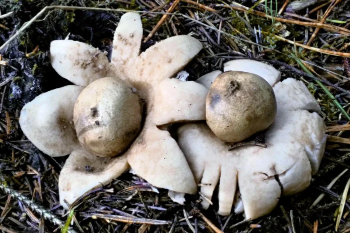 Geastrum fimbriatum &ndash; Gewimperter Erdstern, das &Ouml;ffnen des Sterns hebt den Pilz aus dem Boden