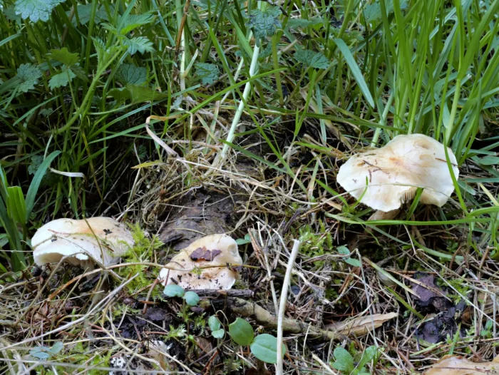 Hebeloma crustuliniforme &ndash; Tonblasser F&auml;lbling, sch&ouml;ne 3er Gruppe im April 2026