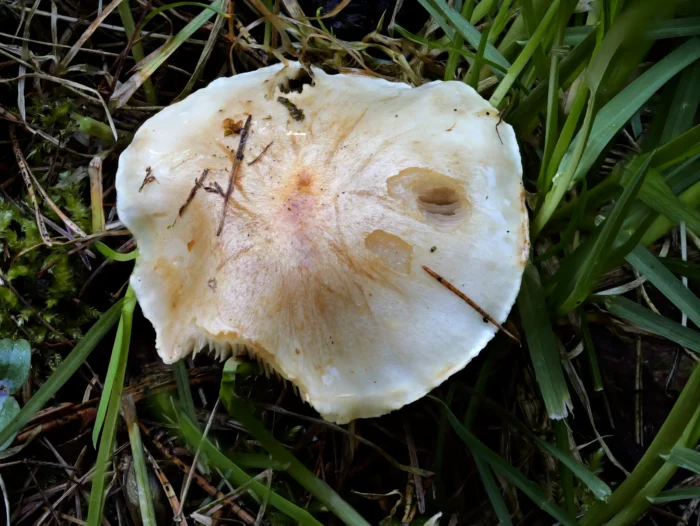 Hebeloma crustuliniforme &ndash; Tonblasser F&auml;lbling, br&auml;unlich fleckig die H&uuml;te, ganz arttypisch