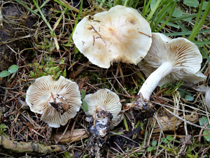 Hebeloma crustuliniforme &ndash; Tonblasser F&auml;lbling, das Sporenpulver ist braun